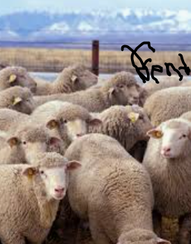Sheep, Strong Sheep.