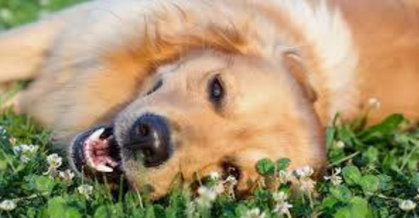 Joy is within the moment.