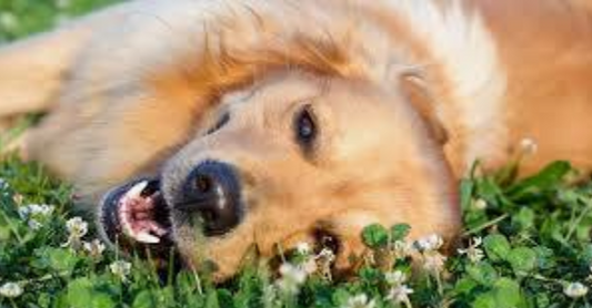 Joy is within the moment.